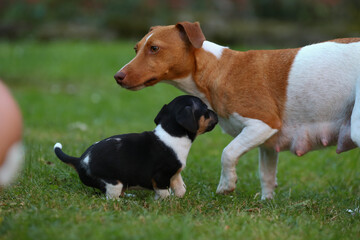 Jack Russel Terrier Welpen auf einer Wiese