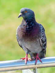 gołąb