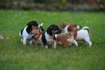 Jack Russel Terrier Welpen auf einer Wiese