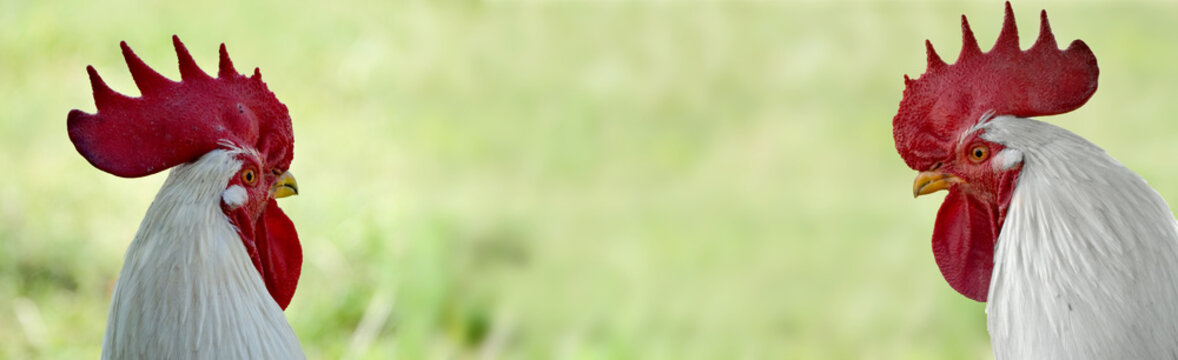 Two roosters portrait on a green background. Roosters against each other.  