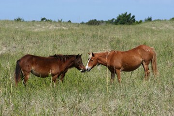 Naklejka na ściany i meble Kissing Ponies; Wild Shackleford Banks ponies seem to be kissing while sharing a little bite to eat