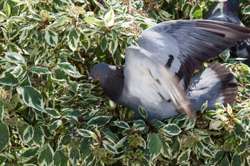 gołębie  © Henryk Olszewski