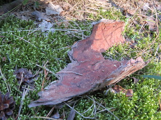 autumn leaves on the grass