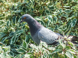 gołębie  © Henryk Olszewski