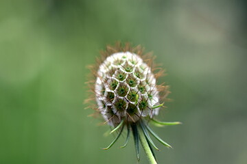 Nahaufnahme einer verblühten gelben Skabiose