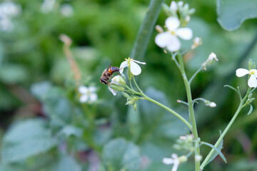 A bee is sitting on a radish flower. White radish flowers in the garden. A bee collects pollen from a flower in summer.