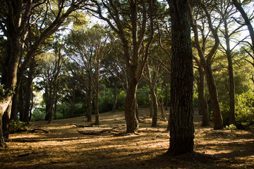 A nice afternoon in a Capri forest
