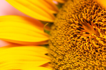 Beautiful fresh yellow sunflower macro shooting. Sunflower blooming Close-up. Sunflower natural background. Flower card, wallpaper. Harvest time, agriculture, farming. Yellow flower petals, seeds