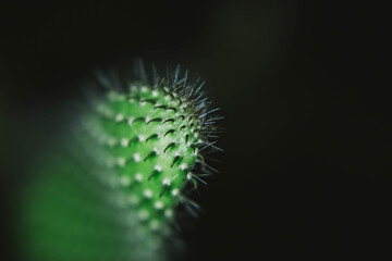 cactus in macro photography on a black background