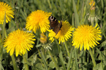 Peacock butterfly (Inachis io) on dandelion flowers
