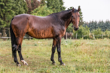 Fototapeta premium A wet horse with raindrops running down on fur. A horse standing in a green pasture during a downpour rain.