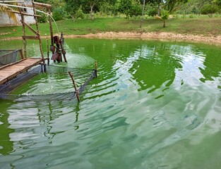 Fish farming in a small lake in Peten, Guatemala