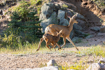 Doe Mule Deer and Fawn
