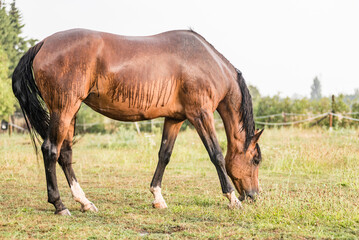 A wet horse with raindrops running down on fur. A horse standing in a green pasture during a downpour rain.