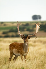 Fallow - Group of male of fallow deer. Dama dama - Beautiful natural grassland with animals.