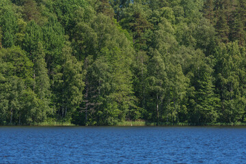 Far shore of the forest lake overgrown with birches and poplars. Sunny summer day.