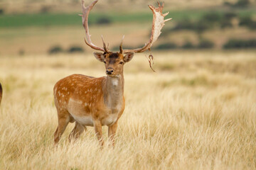 Fallow - Group of male of fallow deer. Dama dama - Beautiful natural grassland with animals.
