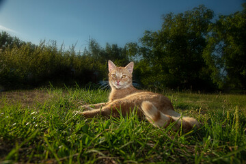 Rudy kot domowy © Bernard