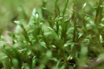 Fototapeta na wymiar Green rose moss close-up on soil from dry pine corners