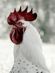 Portrait of a wild rooster. Head of a black and white rooster with a beautiful, big and red comb. 