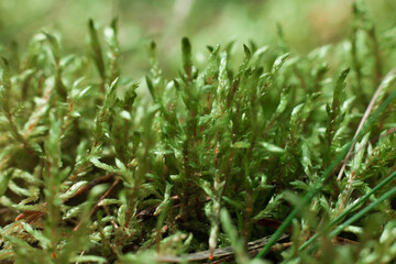 Green rose moss close-up on soil from dry pine corners