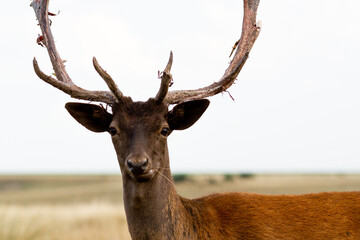 Naklejka na ściany i meble Fallow - Head of male of fallow deer. Dama dama - Beautiful natural grassland with animals.