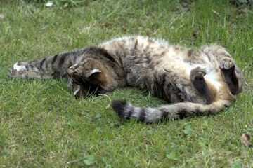 Naklejka na ściany i meble Domestic tabby cat relaxing on a lawn