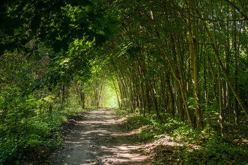 A forest tunnel made of trees.
