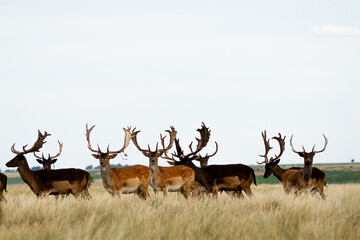 Fallow - Group of male of fallow deer. Dama dama - Beautiful natural grassland with animals.