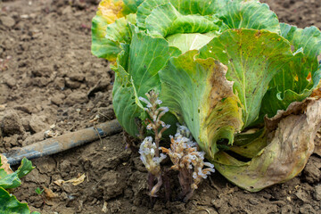 The plant is a parasite orobanche. Parasite on cabbage plants - obrazy, fototapety, plakaty