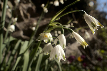 Fototapeta premium Leucojum vernum; spring snowflakes flowering in Spring cottage garden, Swiss village of Berschis