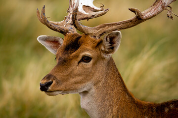 Fallow - Head of male of fallow deer. Dama dama - Beautiful natural grassland with animals.