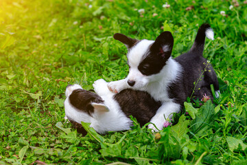 Corgi puppies play on the grass . Puppies on the grass. The game animals. Pets. Dog walking.