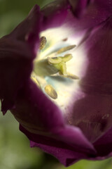Pistil and stamens of tulip flower © elliottcb