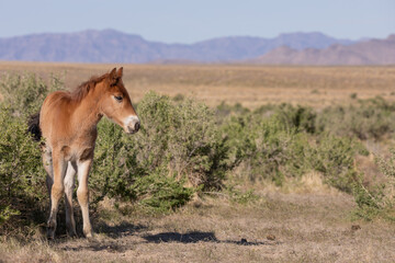 Cute Wild Horse Foal in the Utah Desert