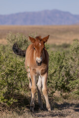 Fototapeta premium Cute Wild Horse Foal in the Utah Desert