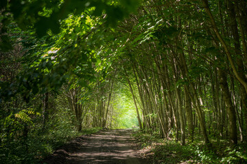 Fototapeta na wymiar A forest tunnel made of trees.