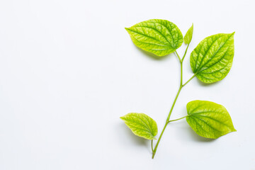 Piper sarmentosum or Wildbetal leafbush on white