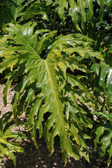 Close-up full frame view of a giant green palm leaf