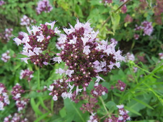 lilac flowers in the garden