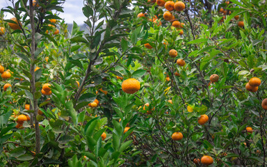 Photograph of a tangerine tree with many ripe fruits in the Cauca Valley, Colombia.
