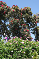 Top of a large flowering bottle brush tree with flowering vine plants in the foreground and blue sky above