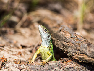 The green lizard peeps out of the mink.