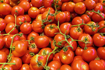 Red tomatoes background. Group of tomatoes. Many red tomatoes background. Selective focus
