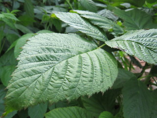 mint leaves in the garden