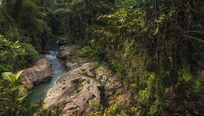 Fototapeta na wymiar Ubud river among lush tropical forest on Bali 