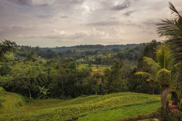 Fototapeta na wymiar Beautiful landscape scenery of rice terraces Jatiluwih on Bali in Indonesia