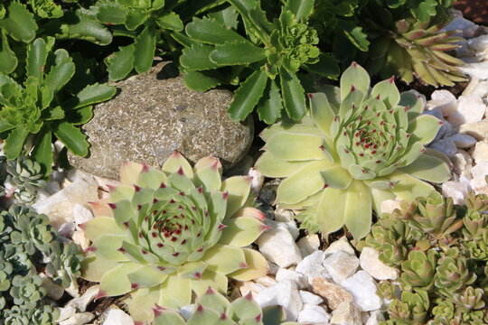 Hauswurz (Sempervivum), Sukkulenten in einem Steingarten