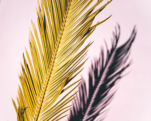 close up of a palm frond