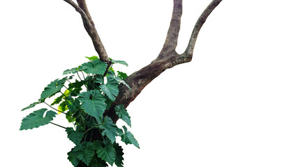 Jungle tree trunk with climbing philodendron (Philodendron speciosum) tropical rainforest foliage...